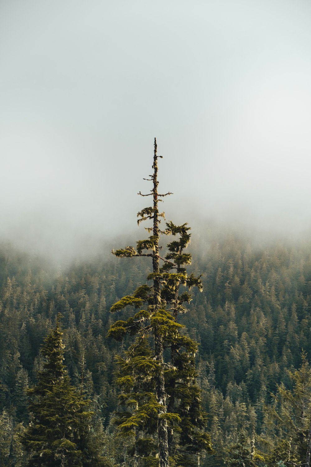 a lone pine tree in the middle of a forest