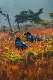 a couple of birds sitting on top of a grass covered field