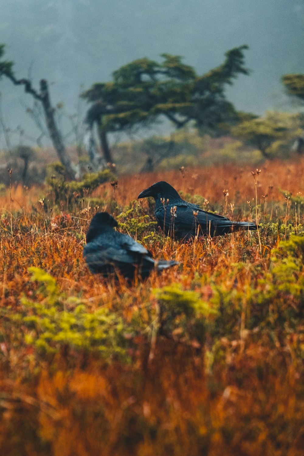 una coppia di uccelli seduti in cima a un campo coperto di erba