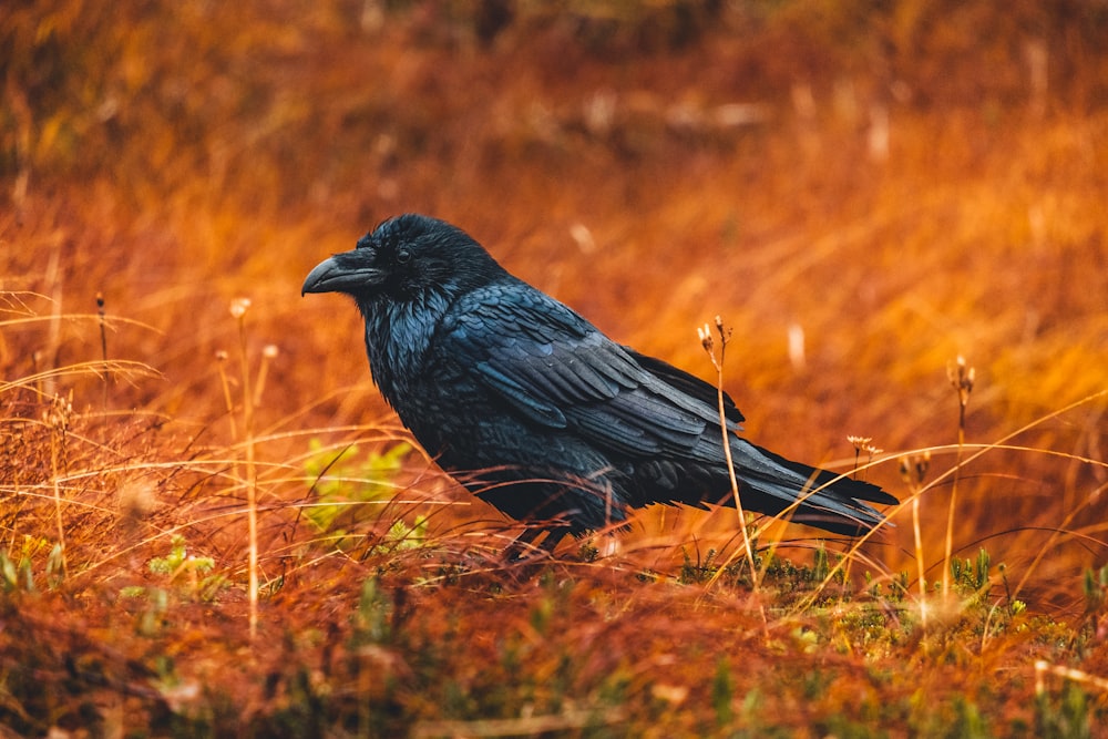 un uccello nero seduto in cima a un campo coperto di erba