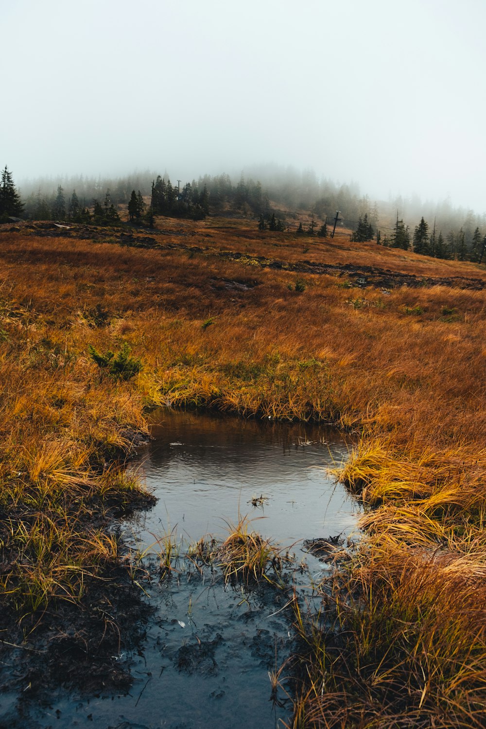 a small puddle of water in a grassy field