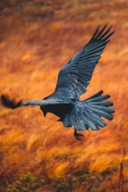 a large bird flying over a lush green field