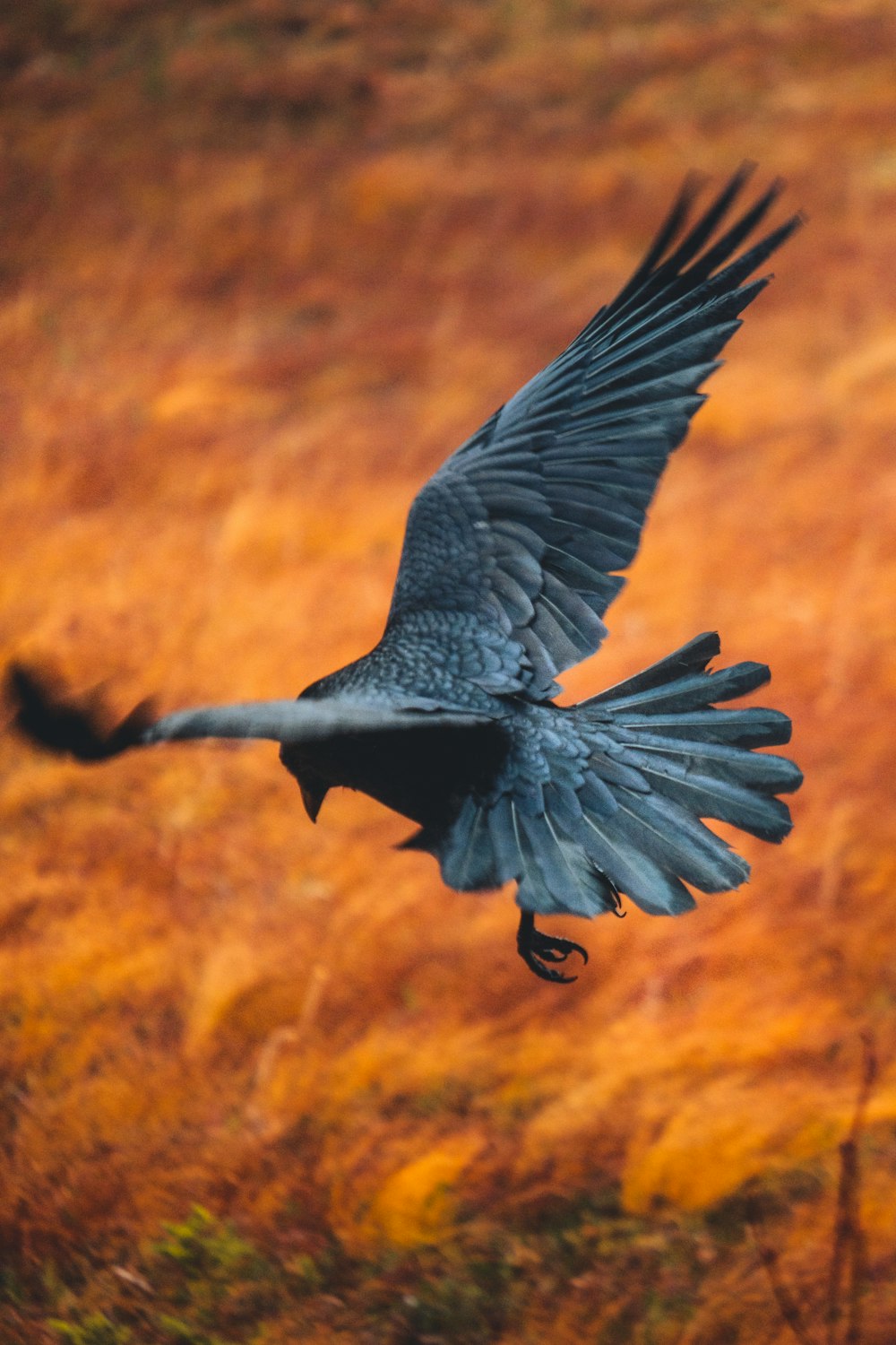 a large bird flying over a lush green field