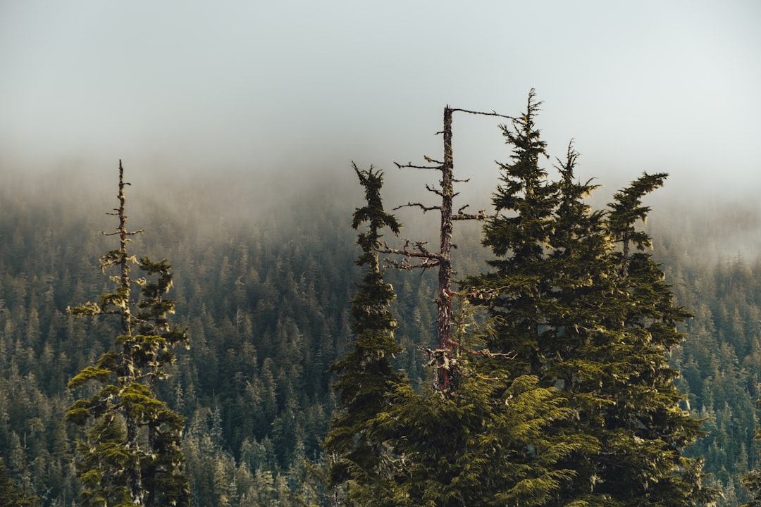 a forest filled with lots of tall green trees,