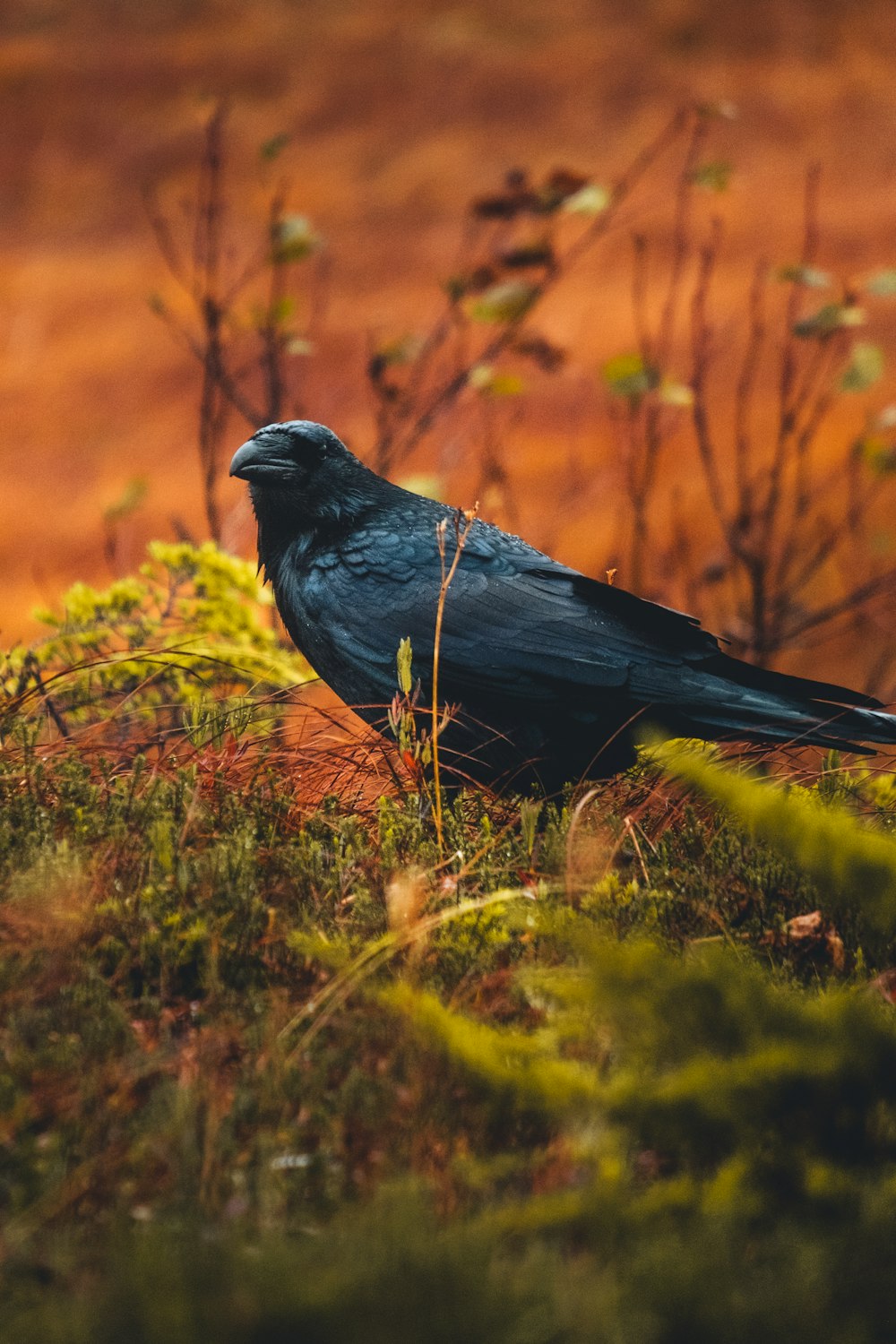 a black bird sitting on top of a lush green field