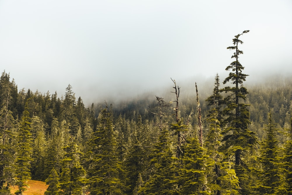 Una foresta piena di alti alberi verdi