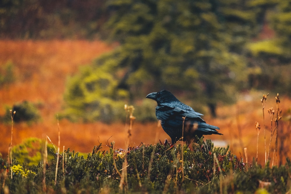 a blue bird sitting on top of a lush green field