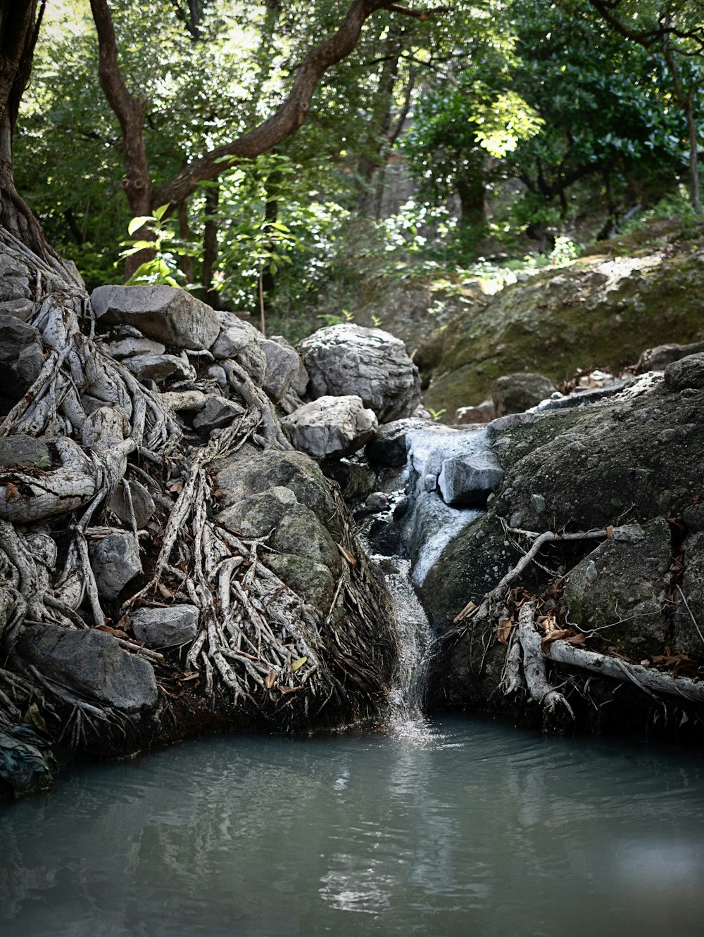 울창한 녹색 숲을 흐르는 물줄기