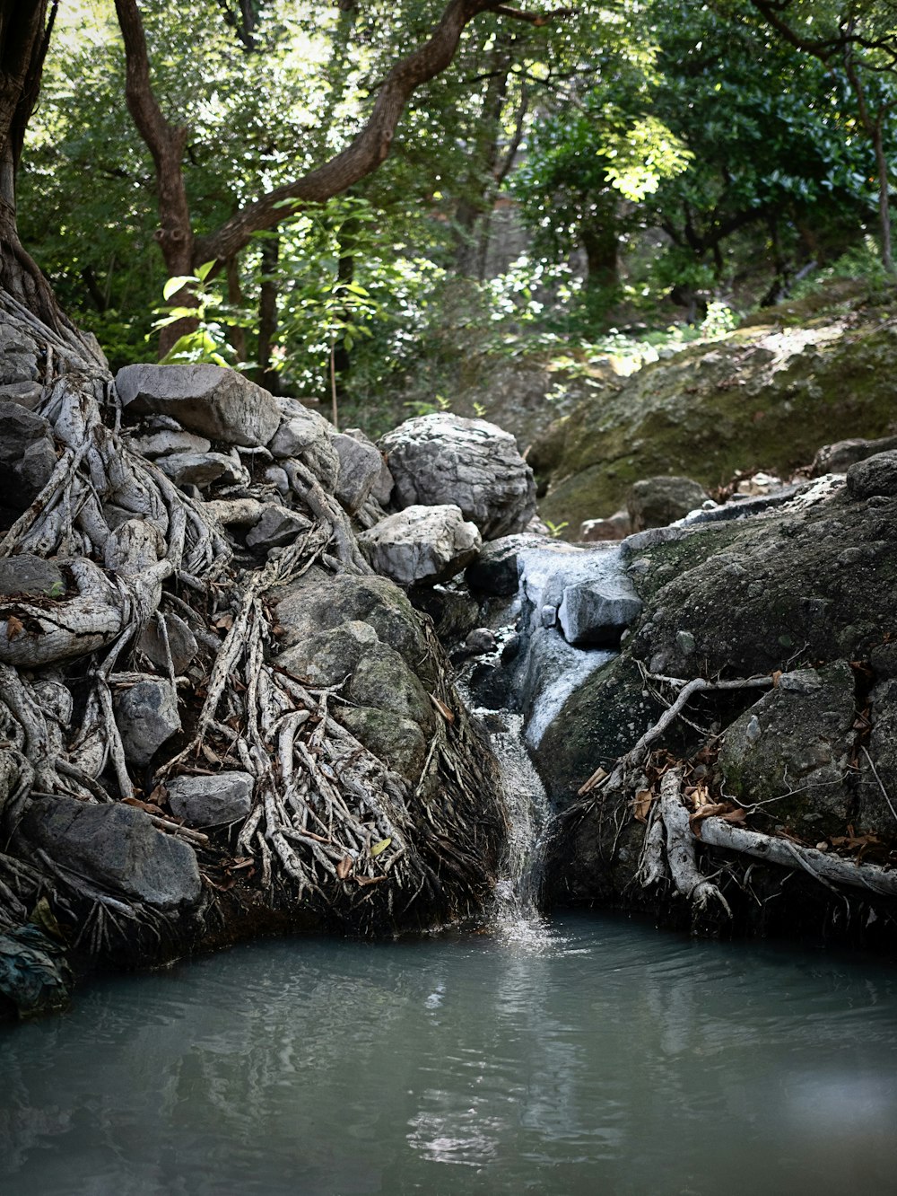 a stream of water running through a lush green forest