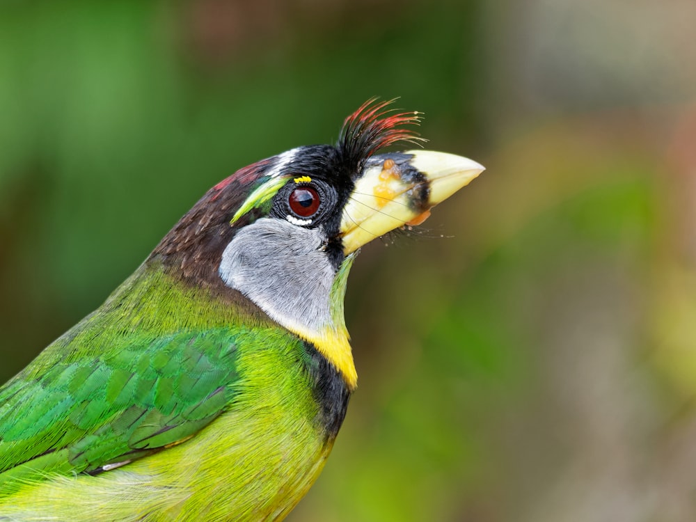 a colorful bird with a black head and yellow beak