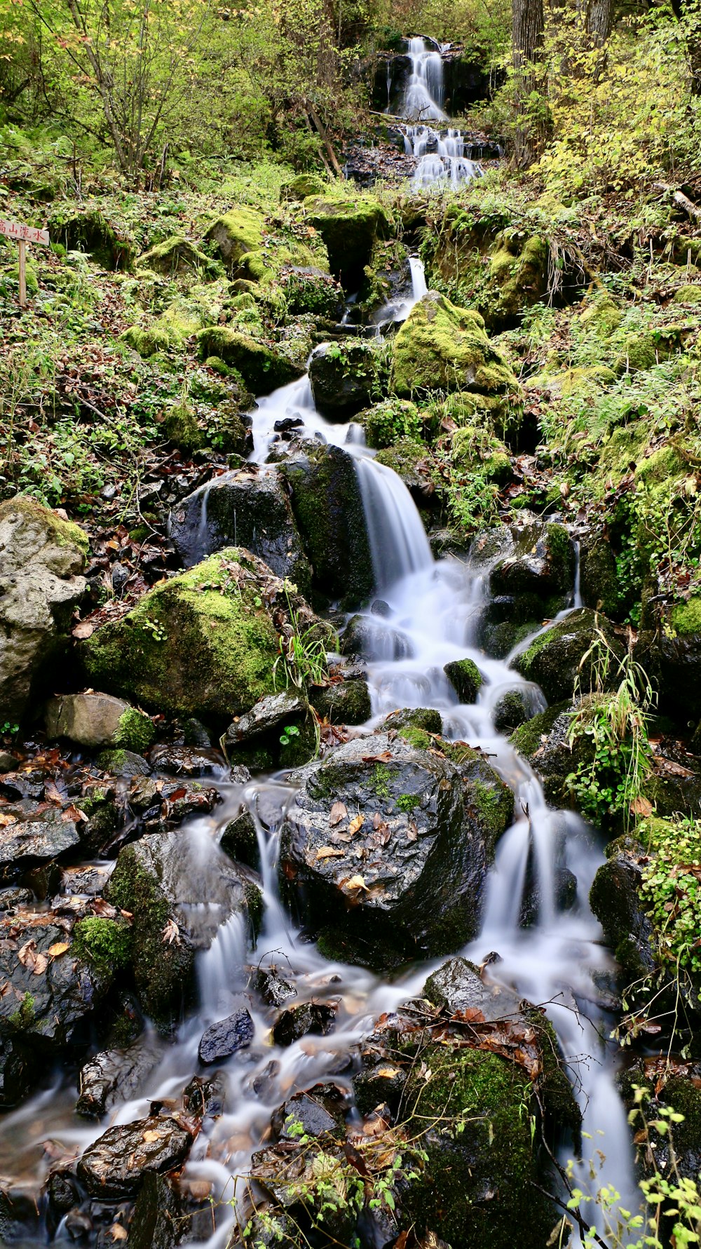 a stream of water running through a lush green forest