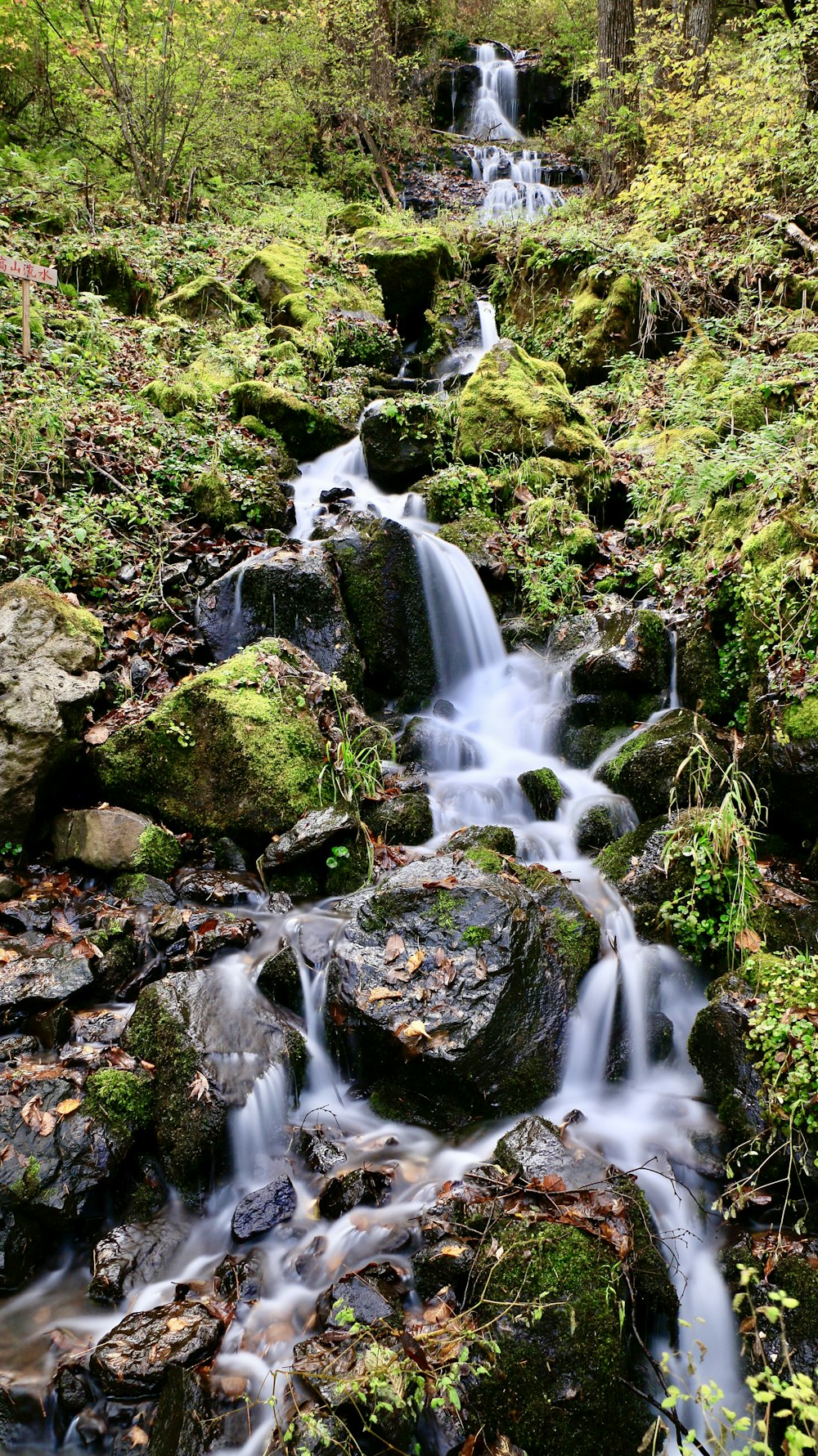 울창한 녹색 숲을 흐르는 물줄기
