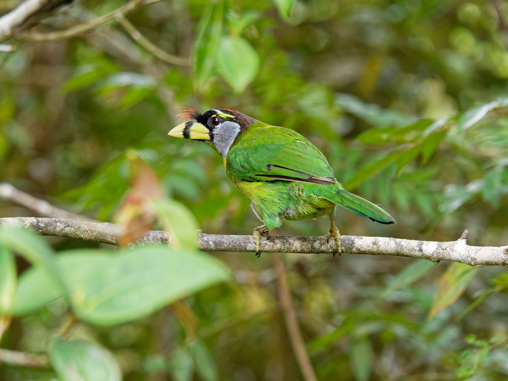 a green bird sitting on top of a tree branch