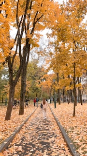 Colorful autumn leaves scattered on a quiet walking trail in Niagara’s parks.