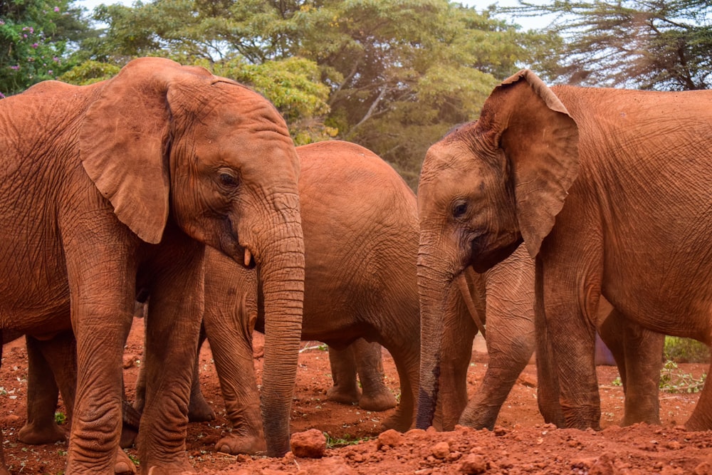 a herd of elephants standing on top of a dirt field