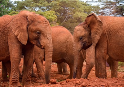 Kenia Safari Tsavo Ost Nationalpark Elefantenherde beim Staubbad