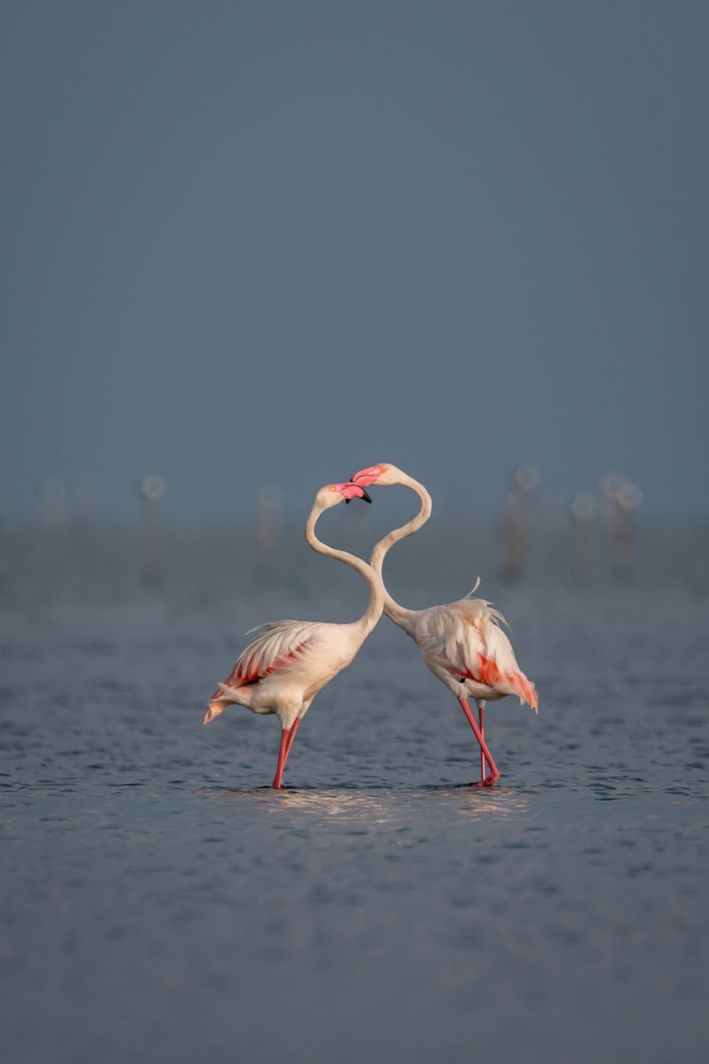 a couple of flamingos standing in the water