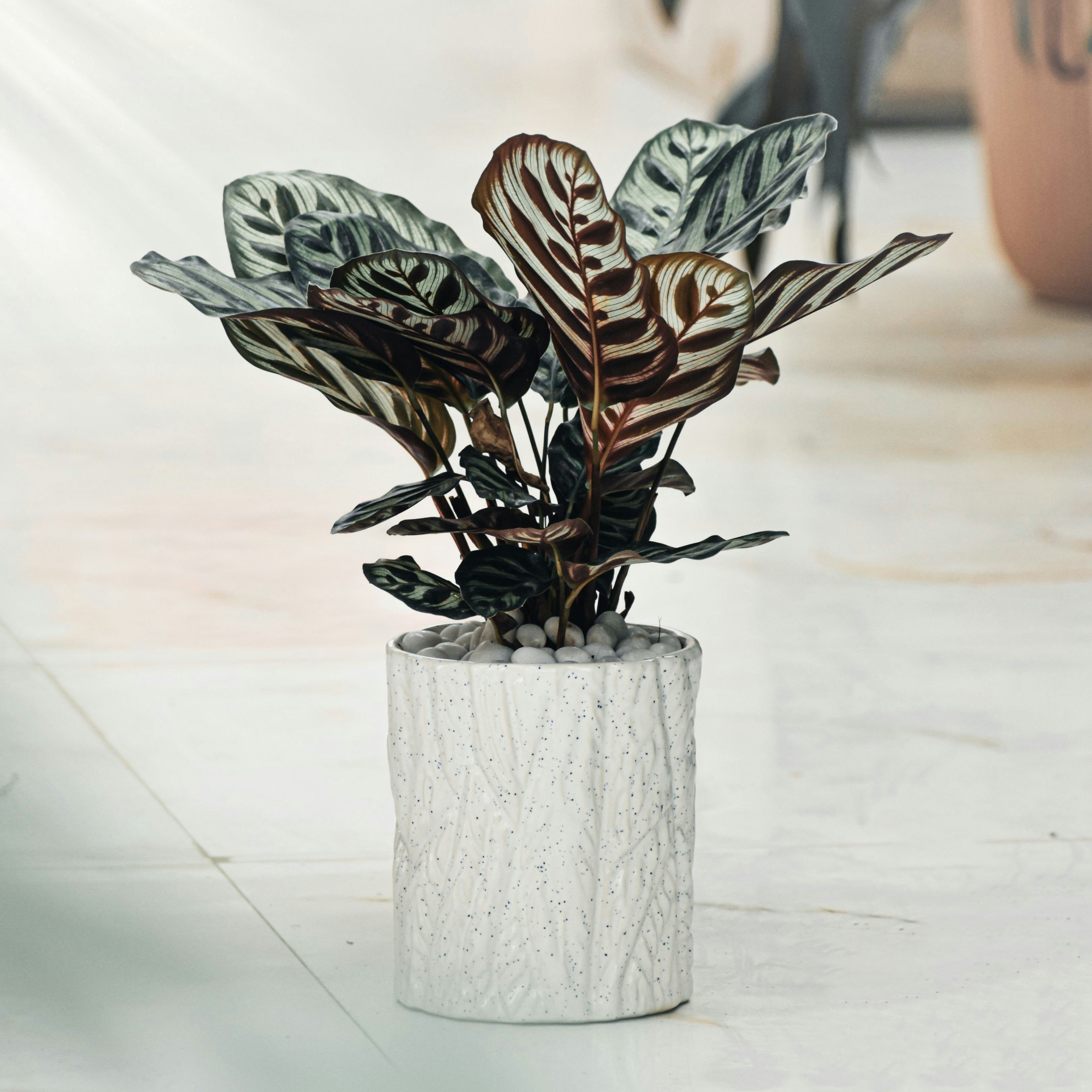 Una planta en maceta sentada encima de una mesa blanca