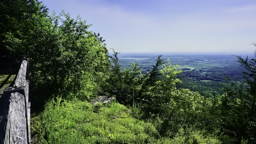무성한 녹색 언덕 위에 앉아있는 나무 벤치