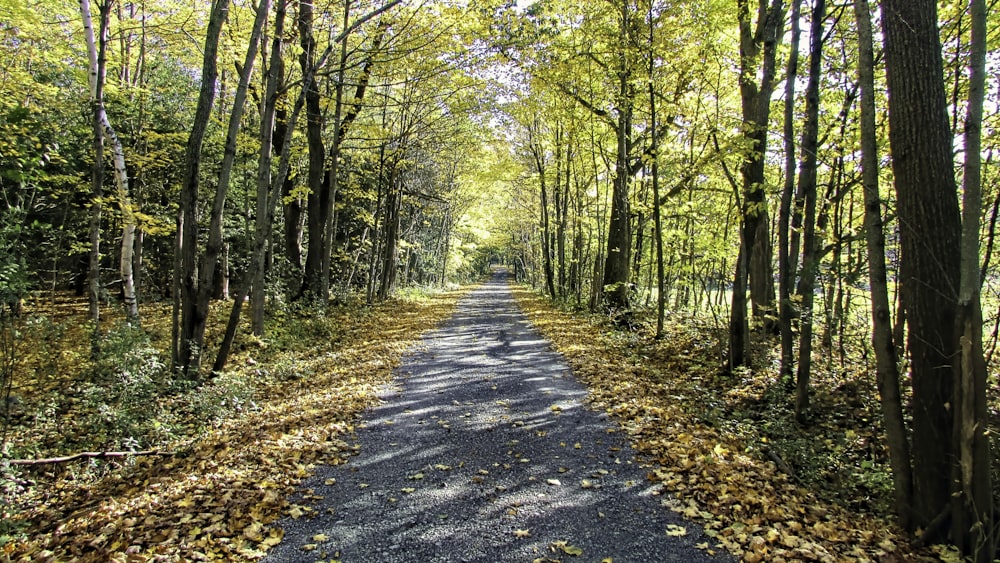 a paved road surrounded by trees and leaves
