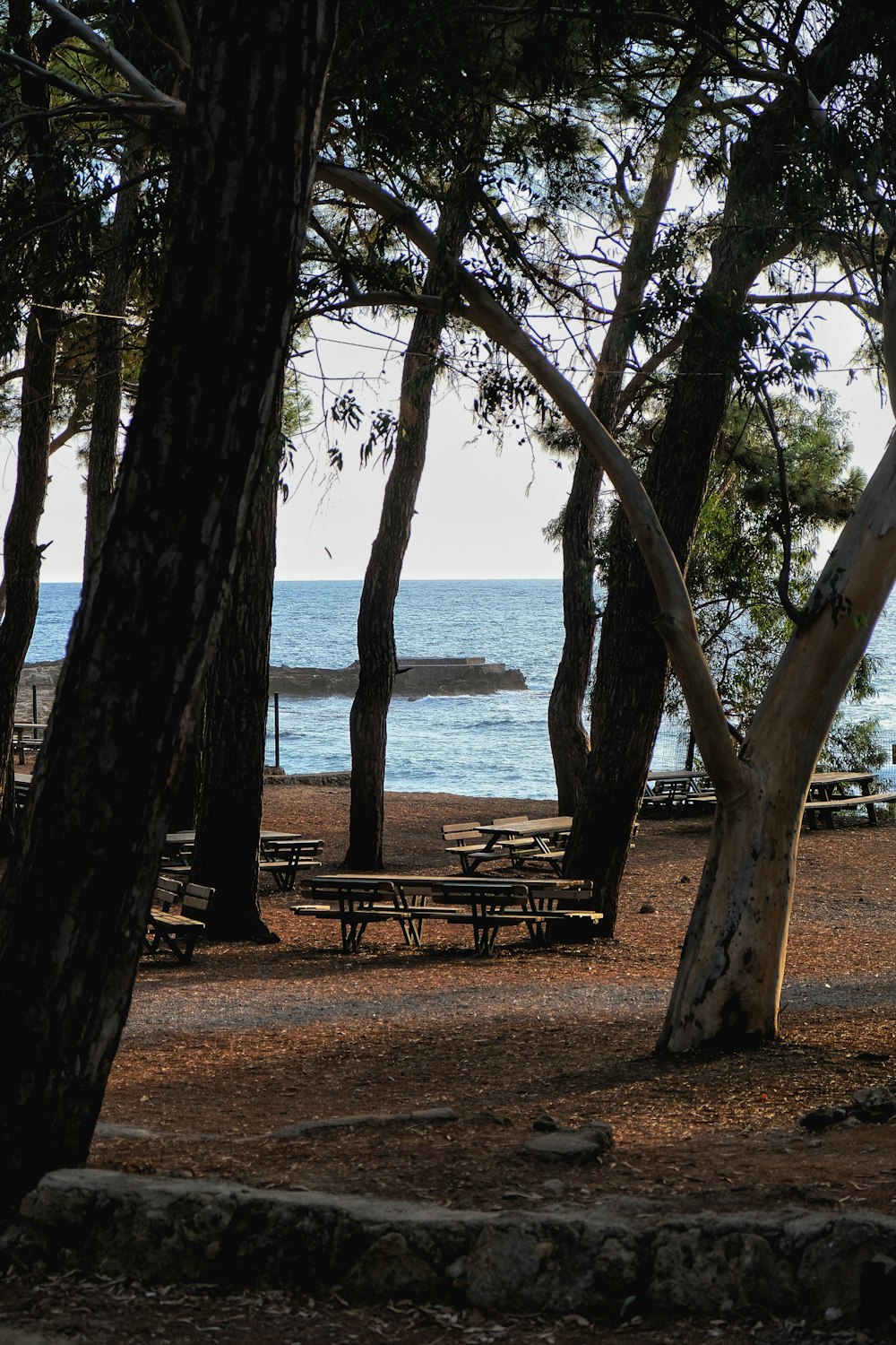 a tree in front of a body of water