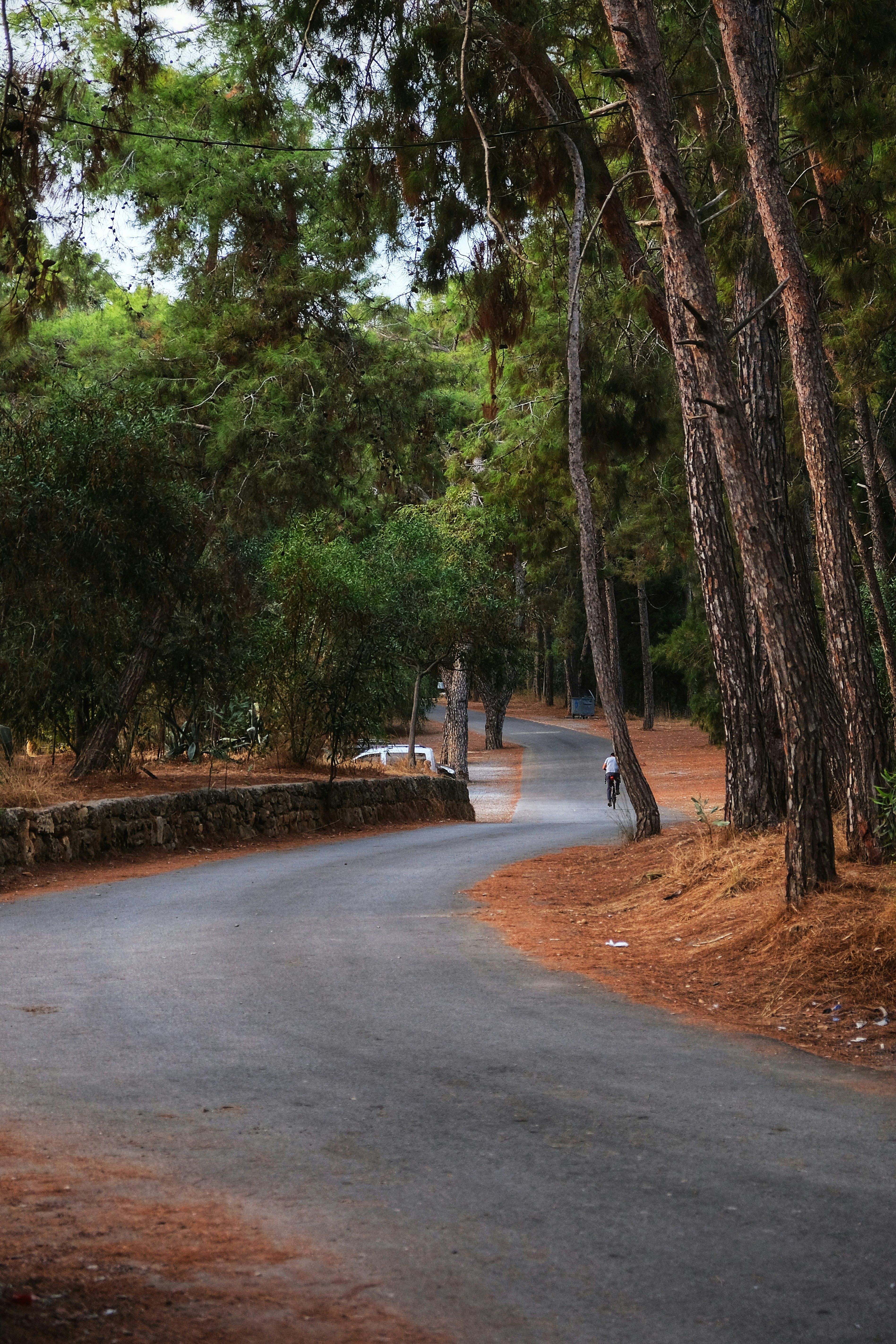 a paved road in the middle of a forest