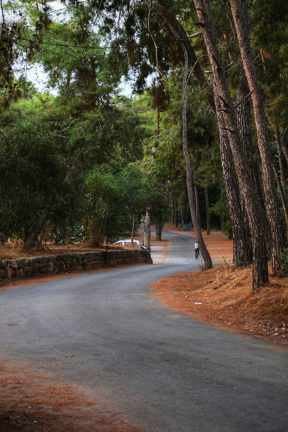 a paved road in the middle of a forest