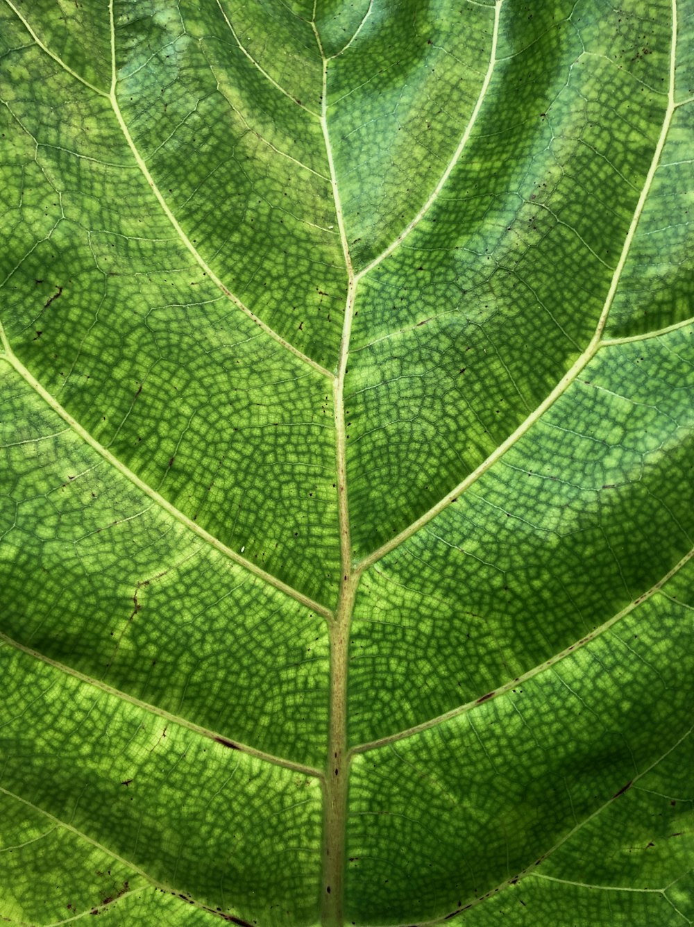 a close up of a large green leaf