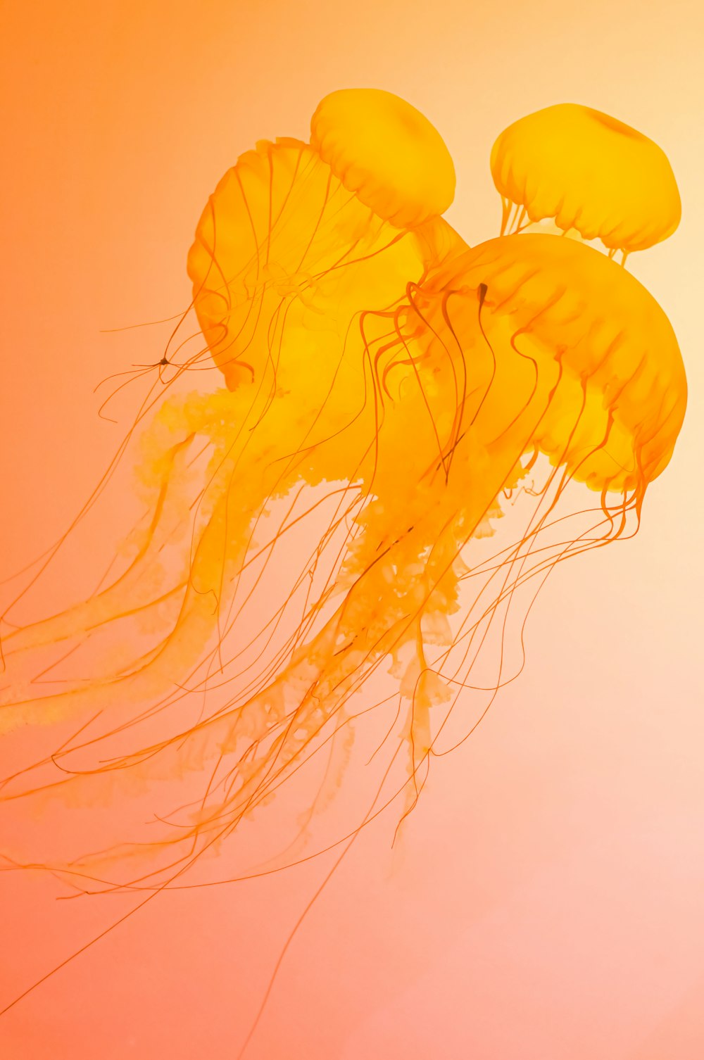 a group of jellyfish floating in the water