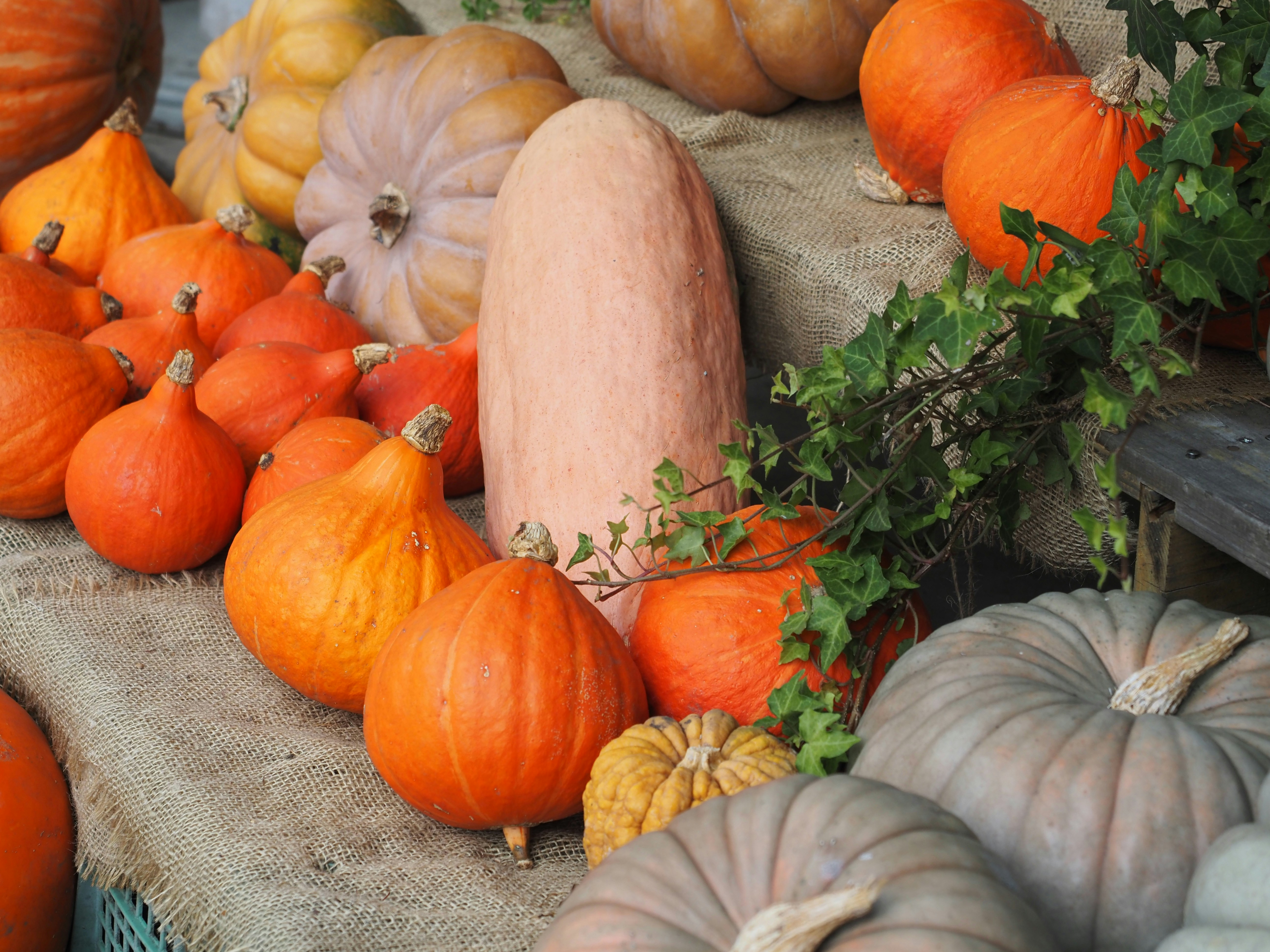 A rustic wooden table filled with fresh October produce including variety of squashes, red apples, and bunches of kale.