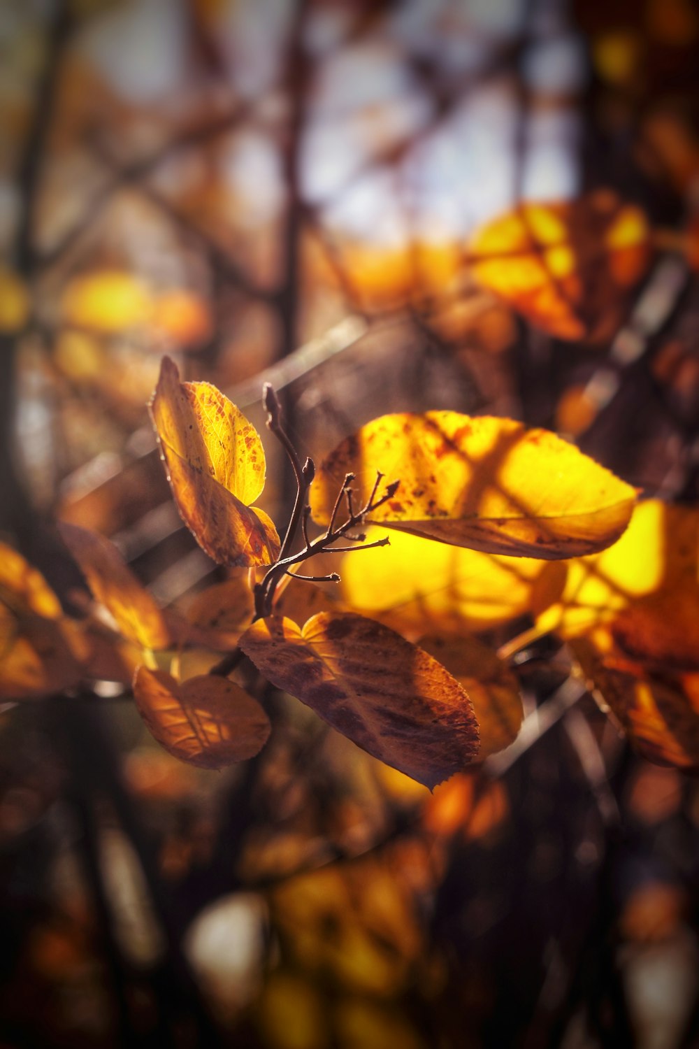 a close up of a tree with yellow leaves