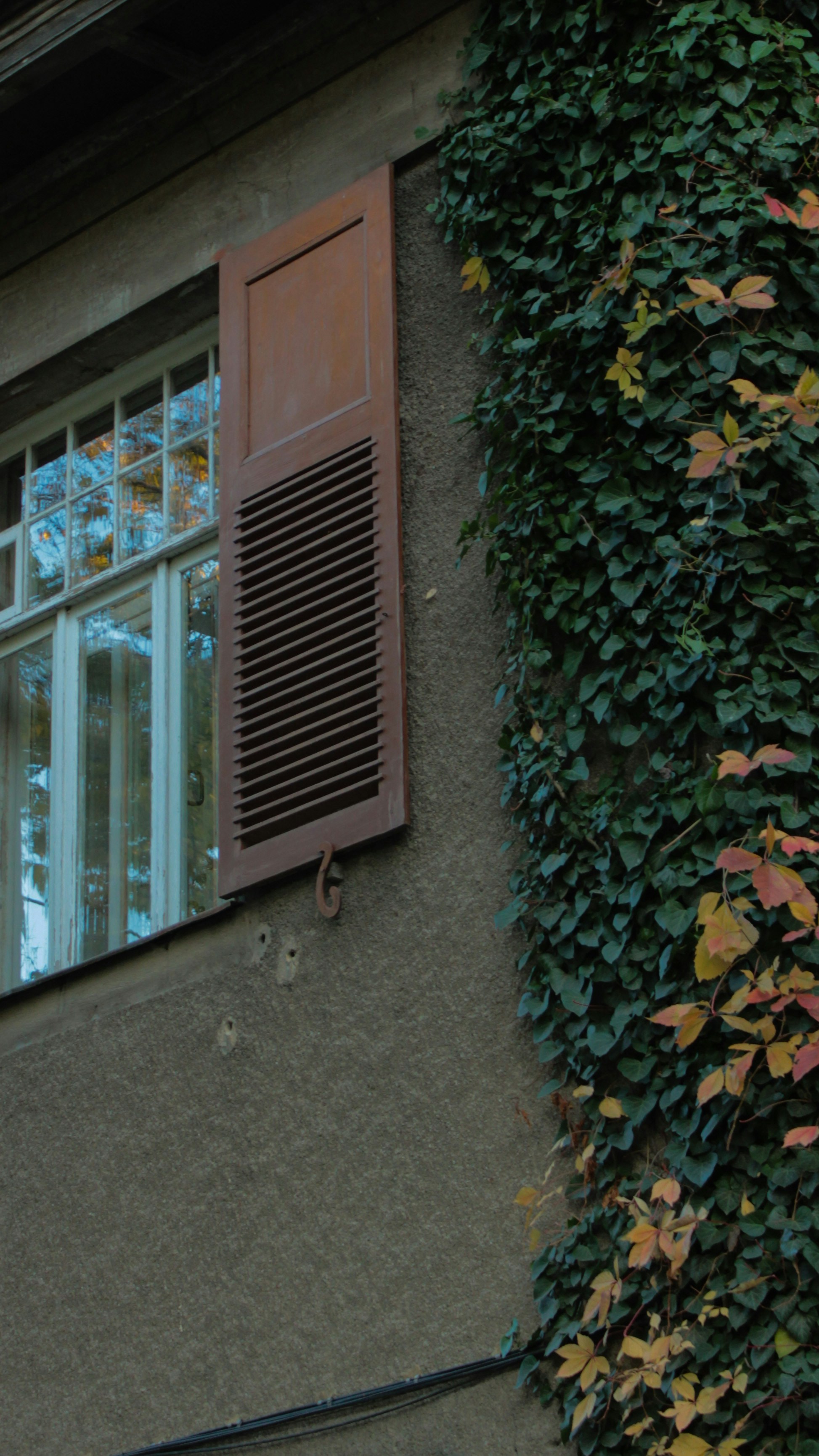 a building with a window covered in vines