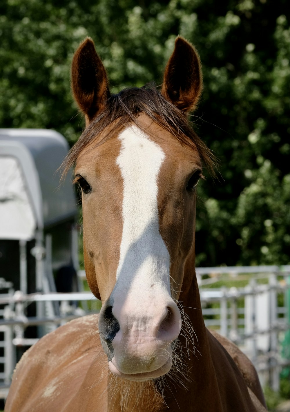 a brown and white horse standing next to a metal fence