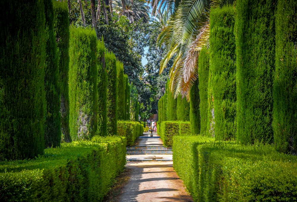 a pathway lined with lush green bushes and palm trees