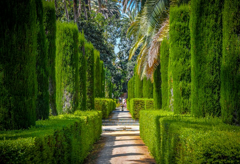 Diseño de jardines mediterráneos: belleza con bajo consumo de agua