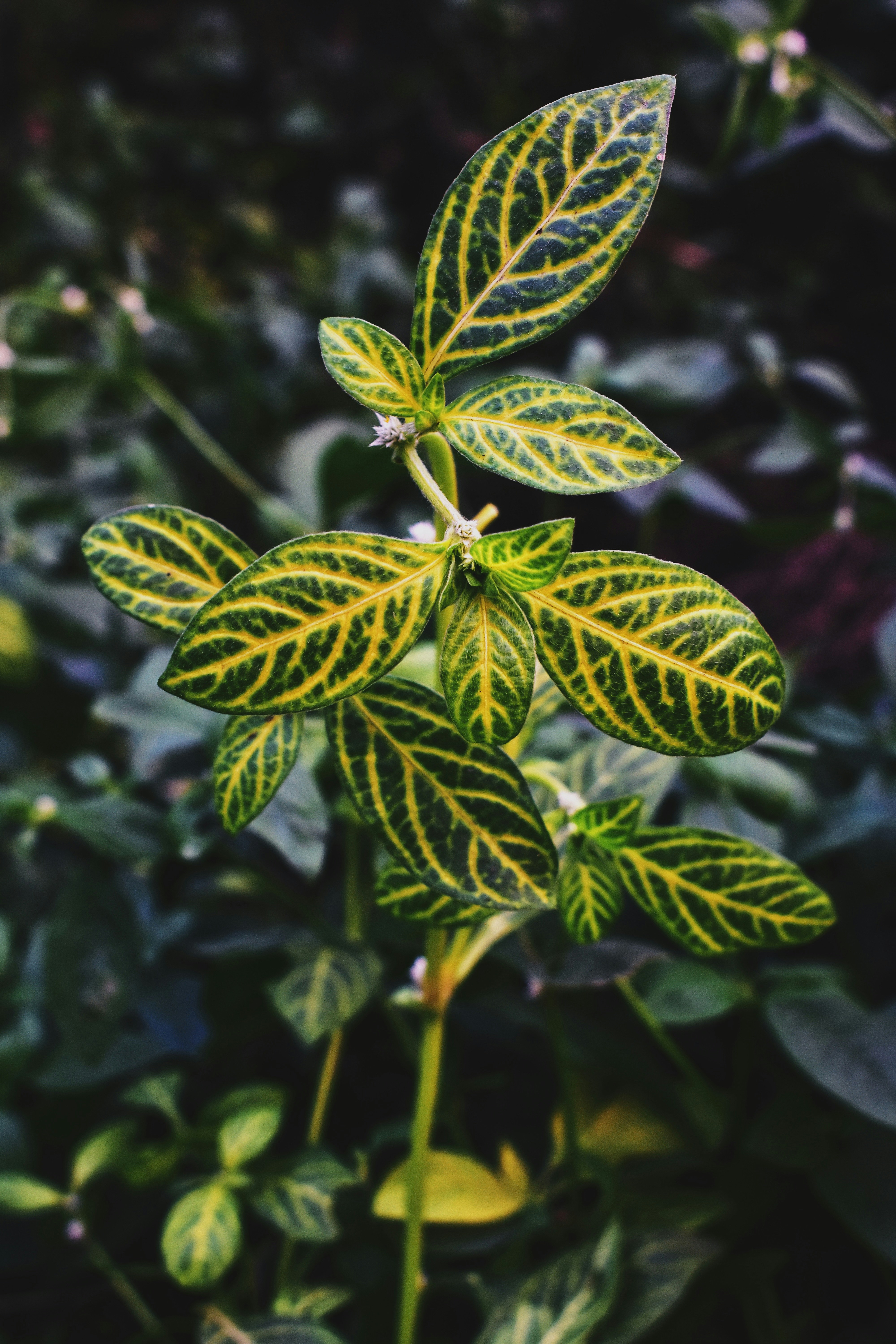 Photo by atomsmasher