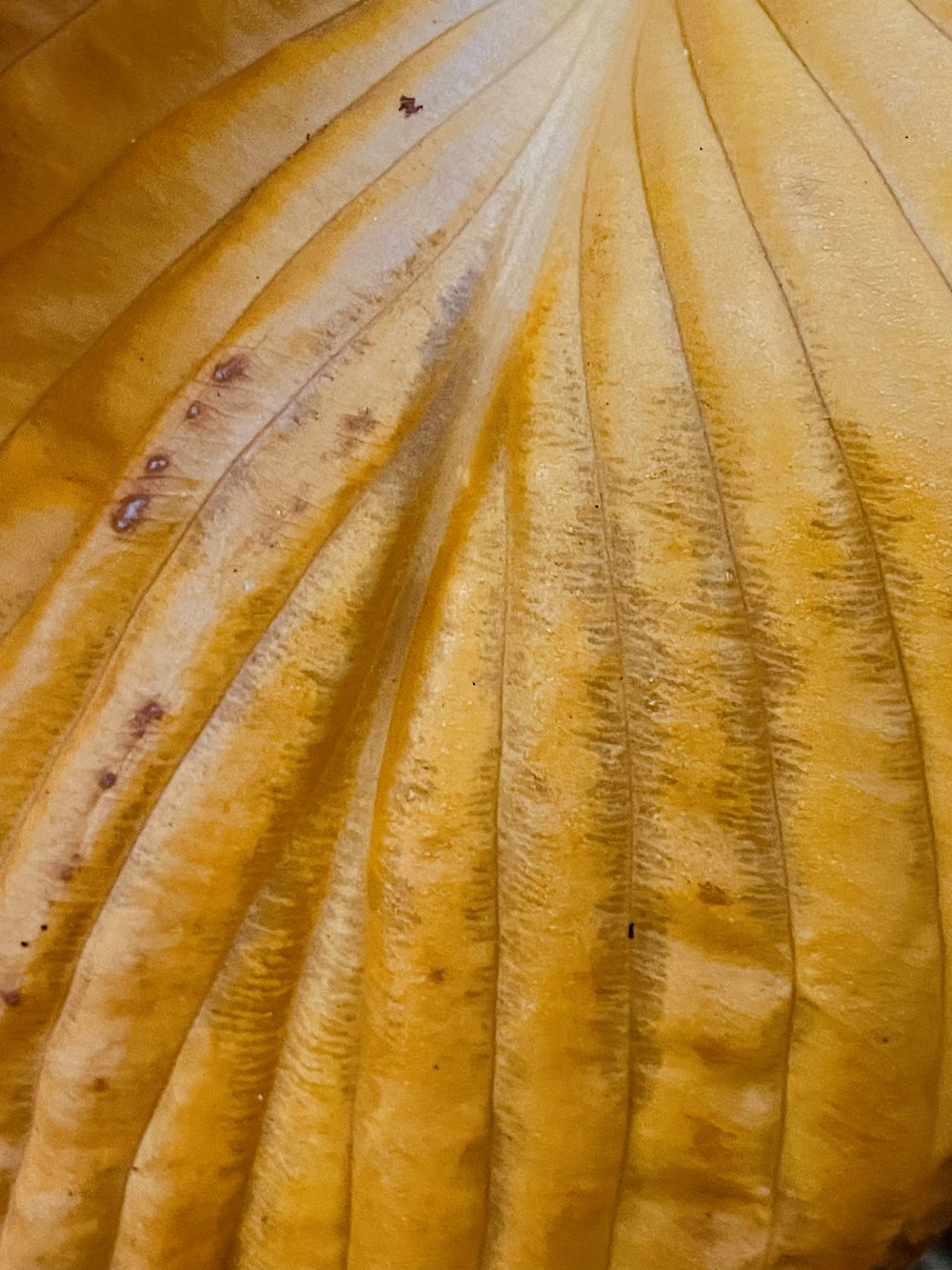 a close up view of a yellow leaf