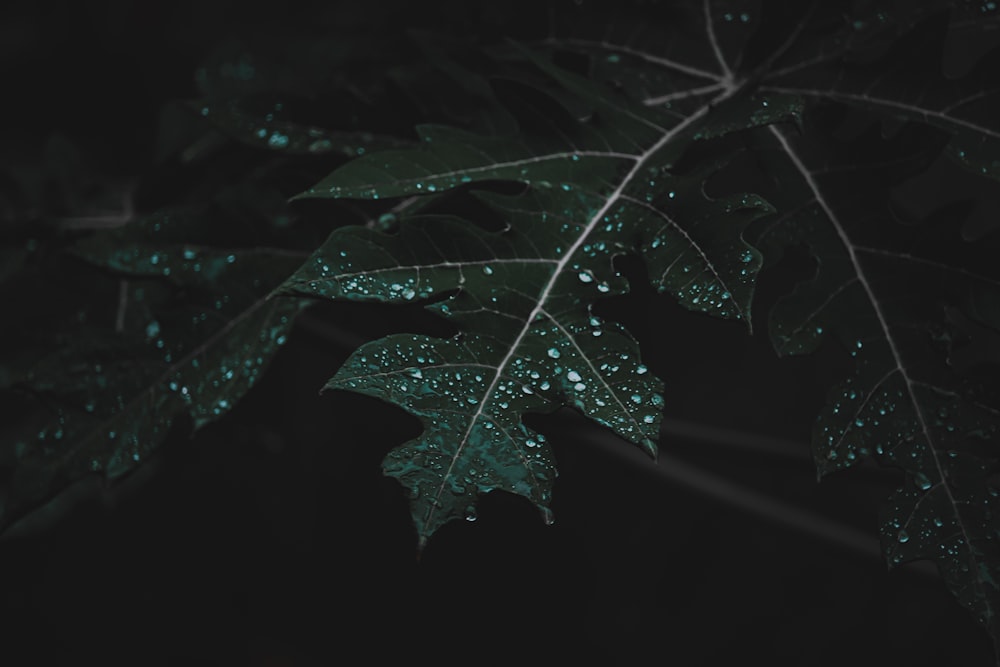 a green leaf with water droplets on it