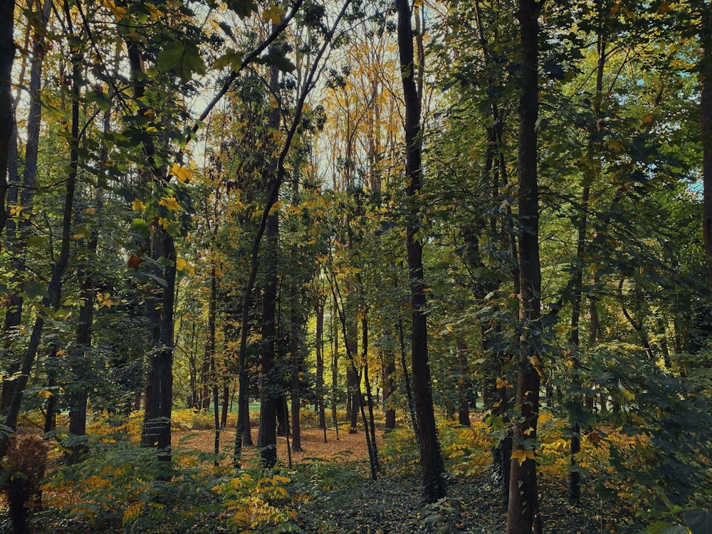 a forest filled with lots of tall trees