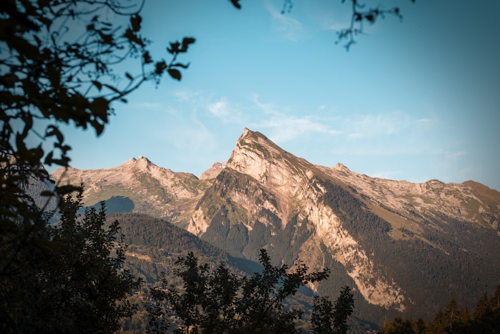 una vista di una montagna con alberi in primo piano