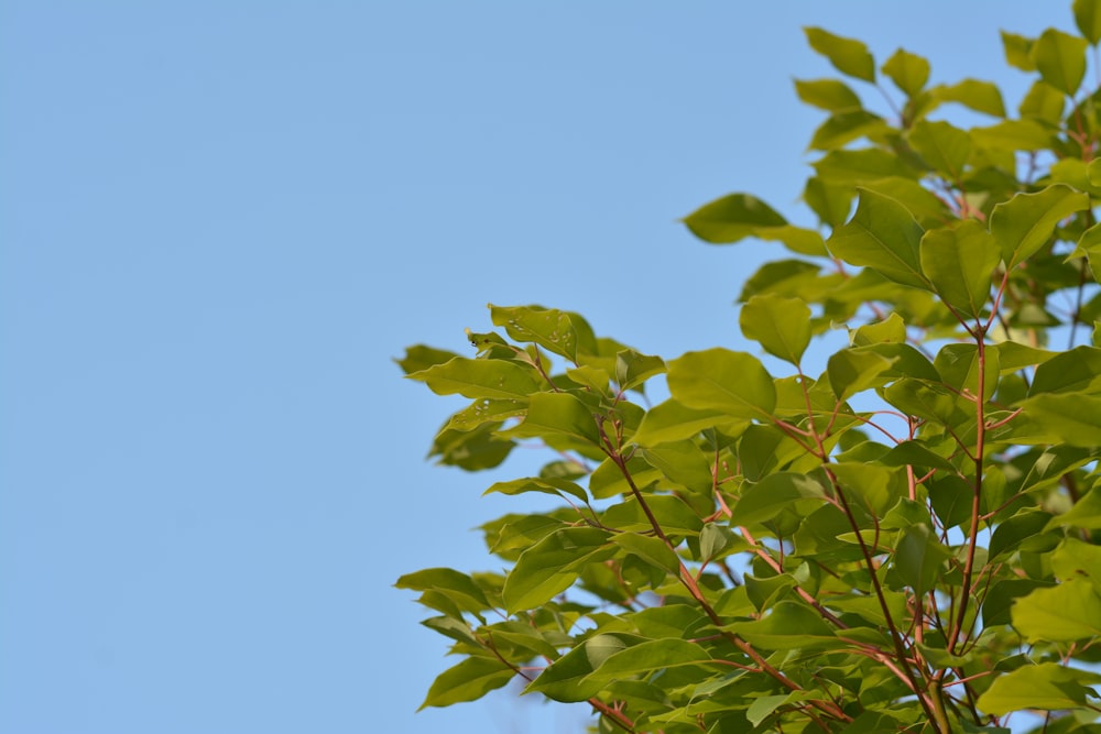 a tree branch with green leaves against a blue sky