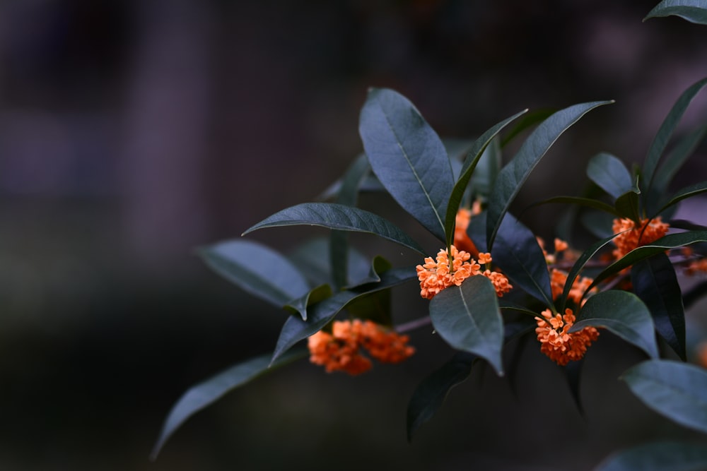 a branch with orange flowers and green leaves