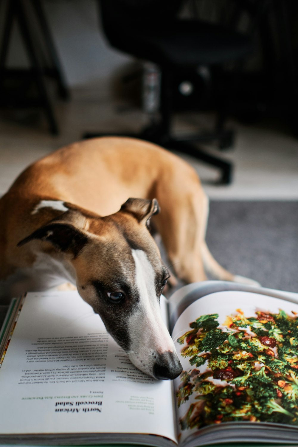 a brown and white dog laying on top of a book