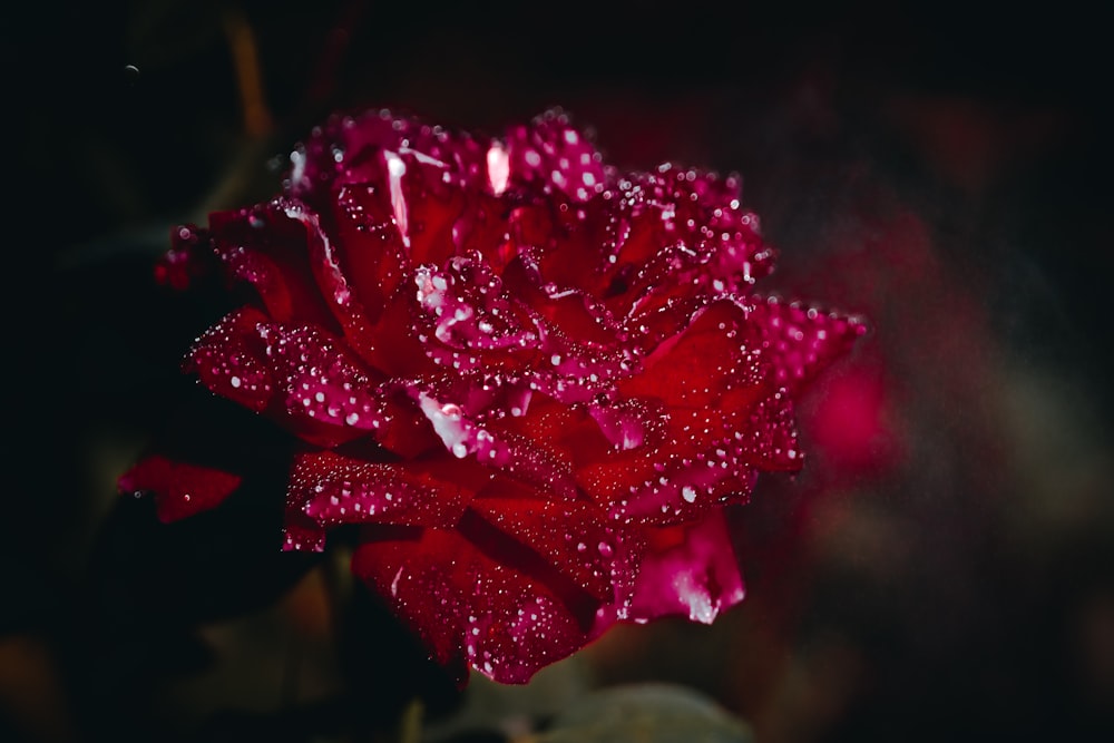 una flor roja con gotas de agua