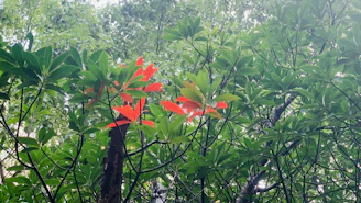 A charming crimson grove with sunlight filtering through deep green leaves.