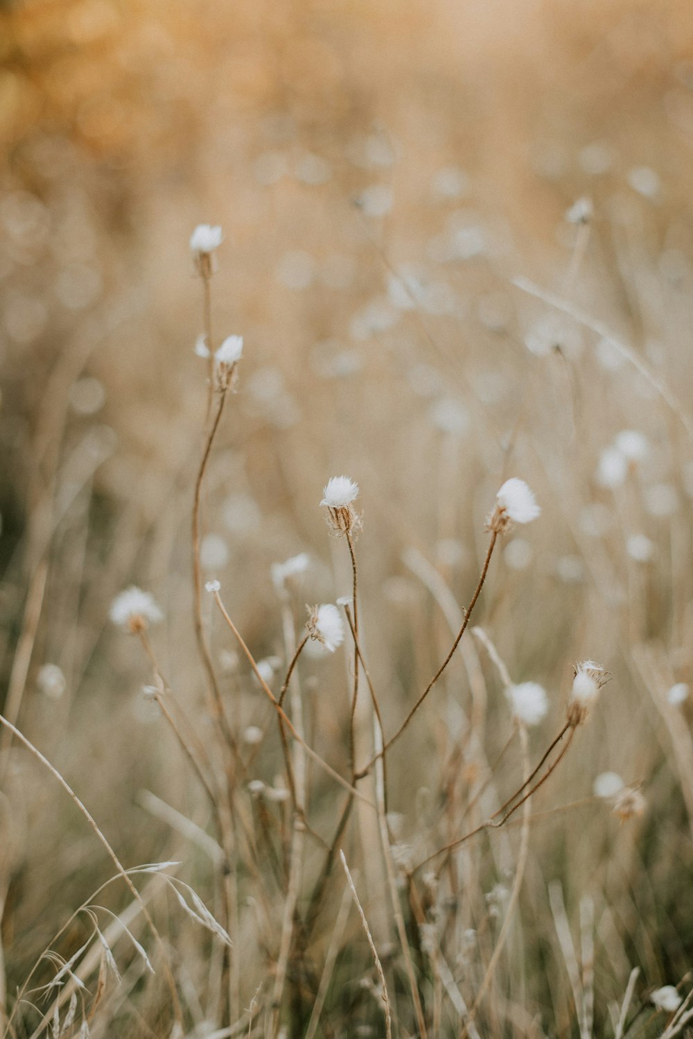 a bunch of flowers that are in the grass