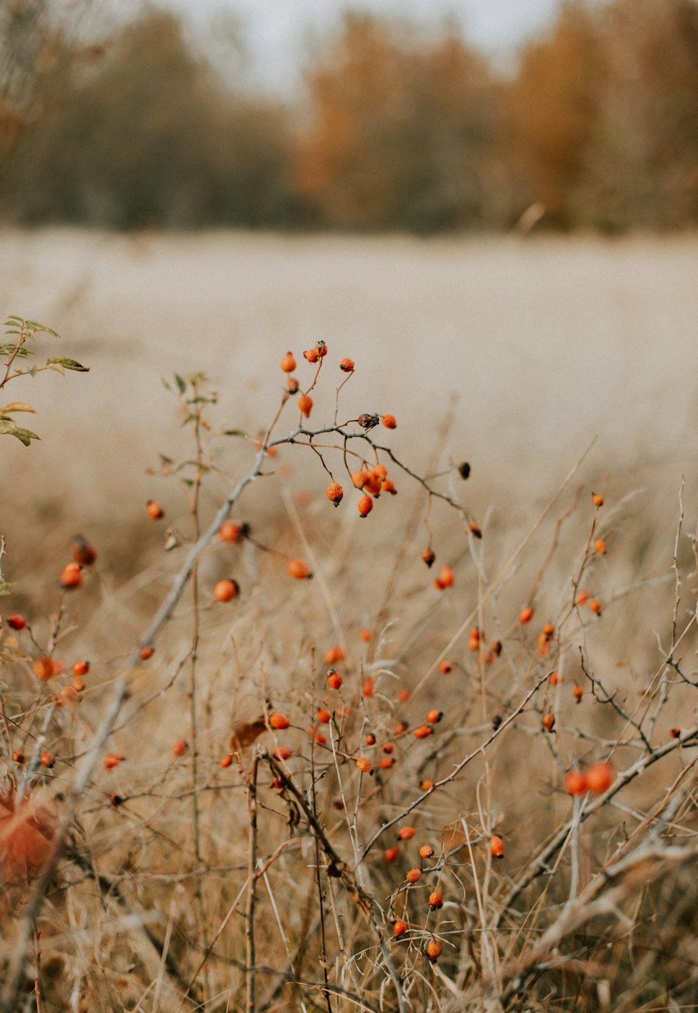 un arbusto con pequeñas bayas de naranja en un campo