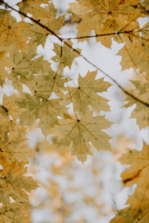 Autumn leaves with shades of yellow and green are seen from below, creating a canopy effect with a bright sky visible through gaps in the foliage. The leaves are intricately detailed, with visible veins and slightly curled edges.