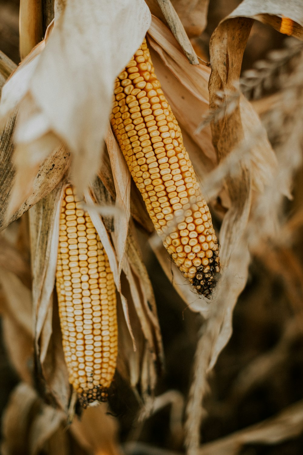 a close up of a stalk of corn on the cob