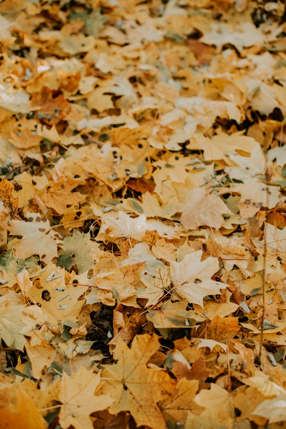 a bunch of leaves that are laying on the ground